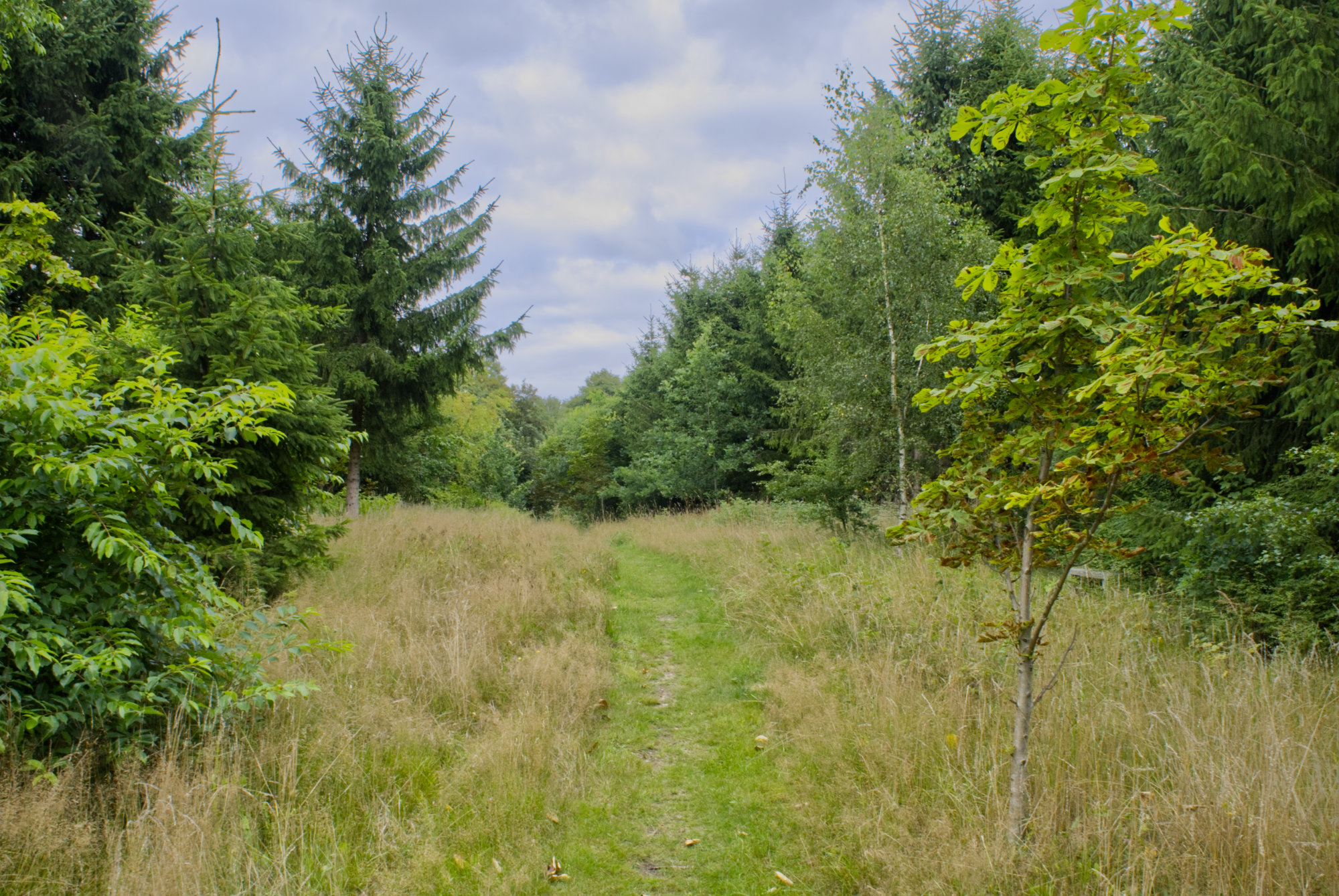 Overskudsjord I Vrold Skov Skanderborg