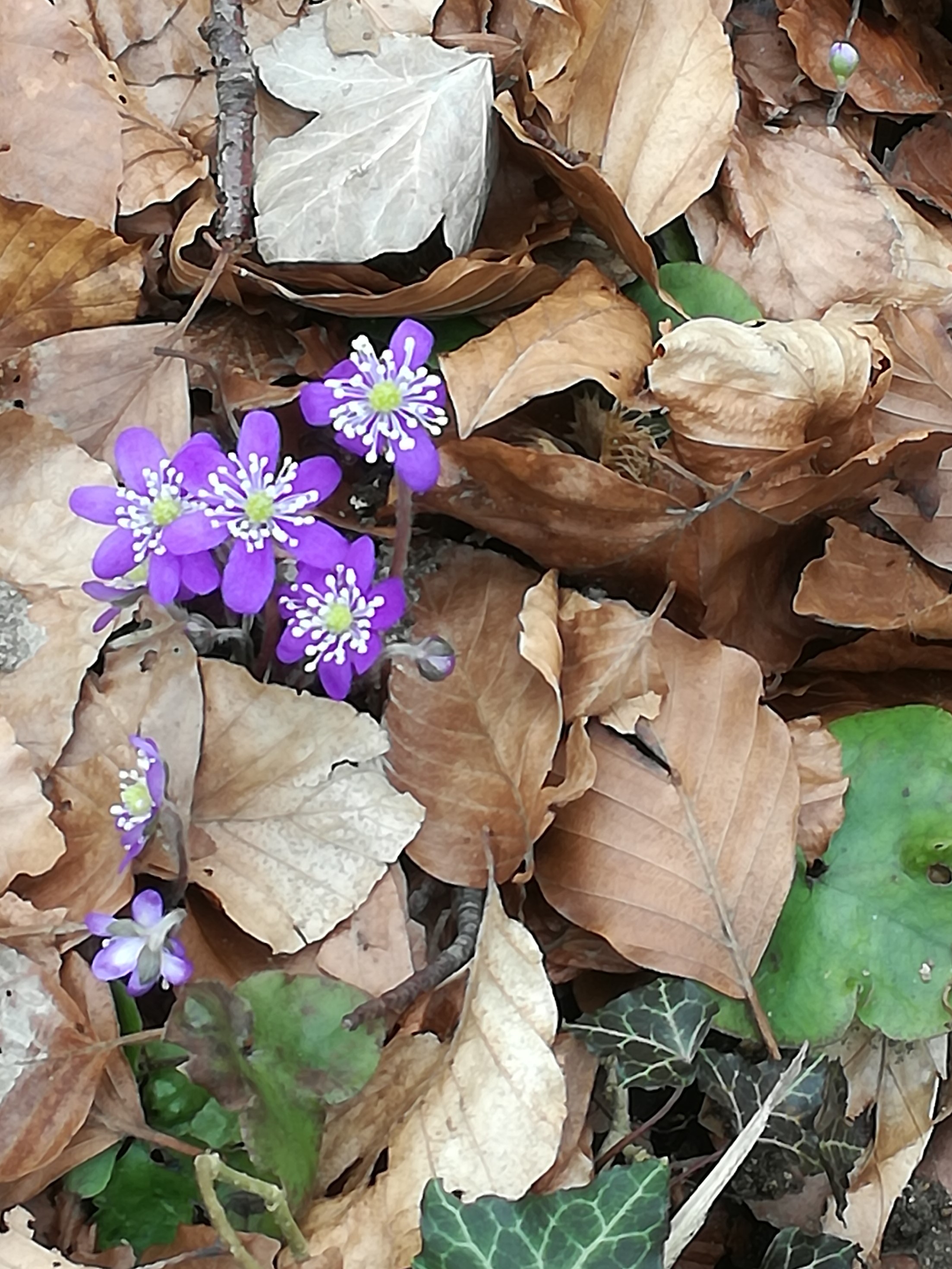 Anemonetur d. 7 april 2018
