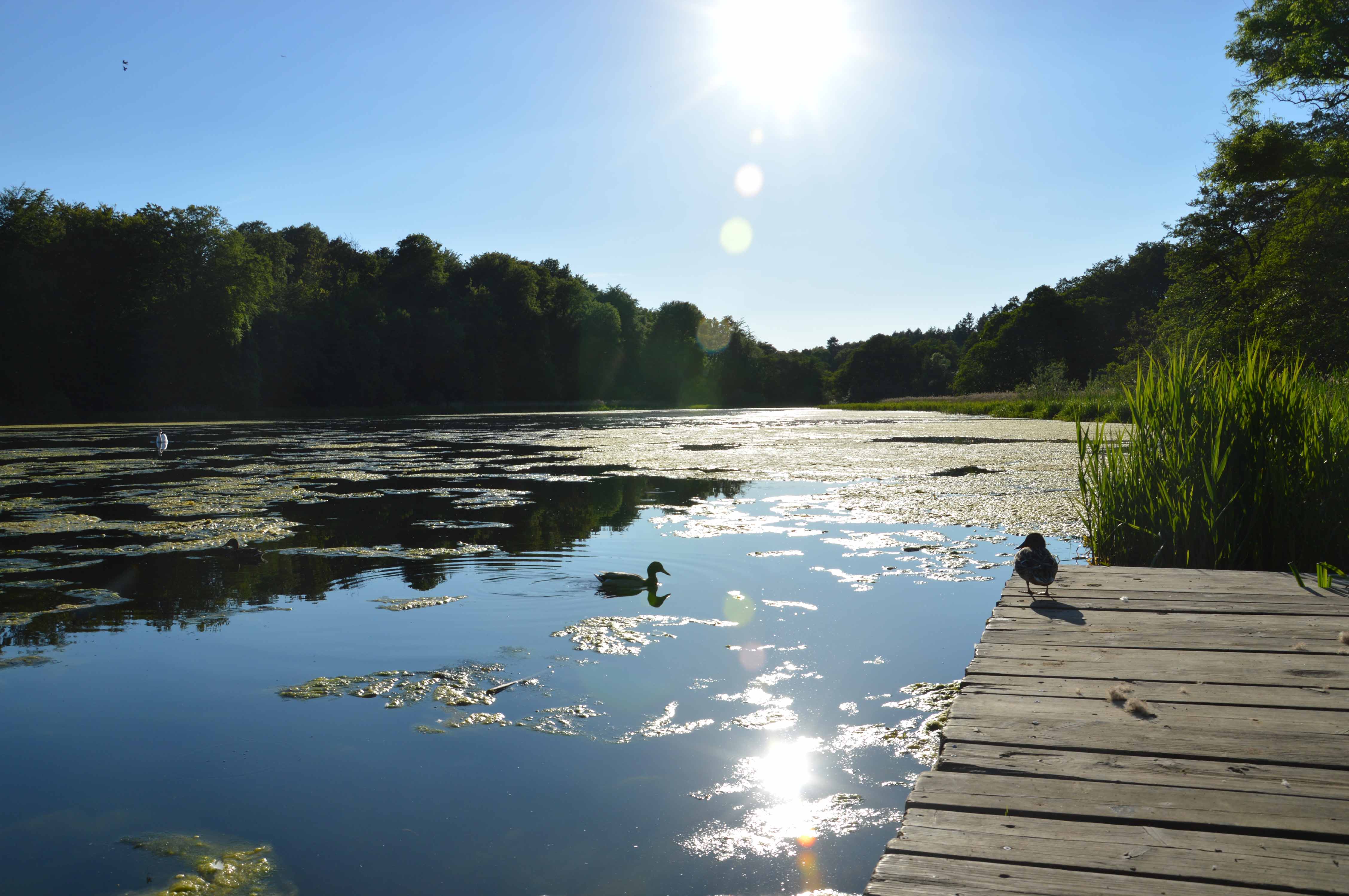 Se minivådområde i Odder søndag d. 16 september 